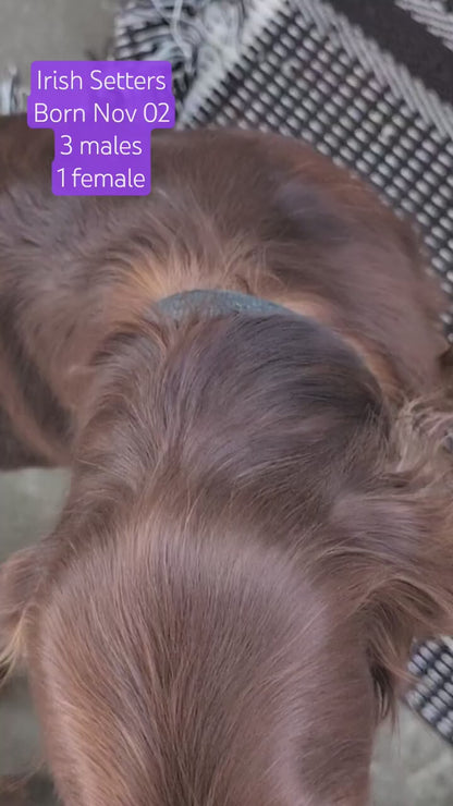 IRISH SETTER (NOV 02) MALES