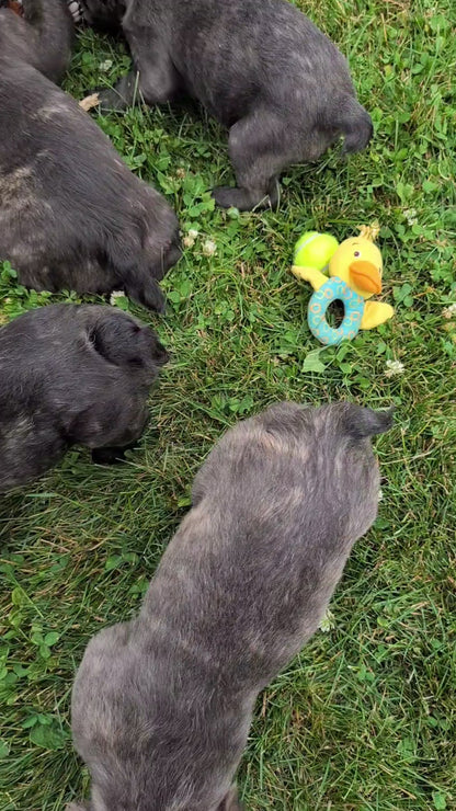 FRENCH BULLDOG (MAR 09) FEMALES