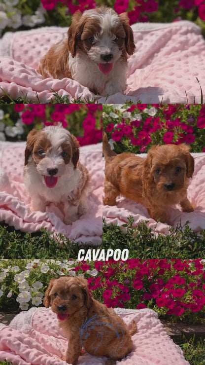 CAVAPOO (06/19) MALE