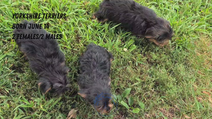 YORKSHIRE TERRIER (06/14) MALE