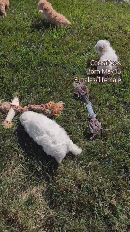COCKAPOO (MAY 13) MALES