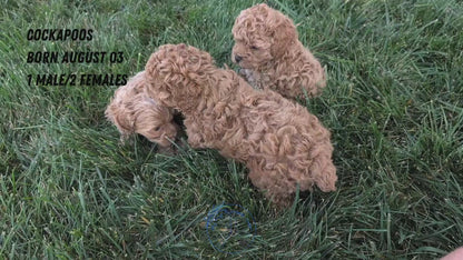 COCKAPOO (08/03) FEMALE