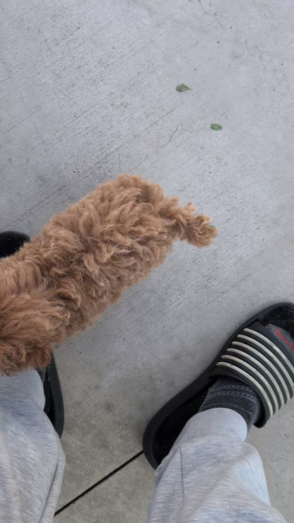 TOY POODLE (JUN 15) MALE
