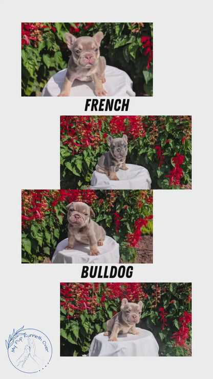 FRENCH BULLDOG (06/27) MALE