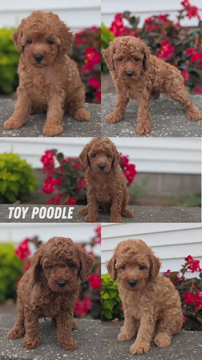 TOY POODLE (07/04) MALE