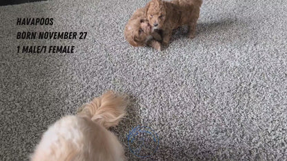 HAVAPOO (NOV 27) MALE