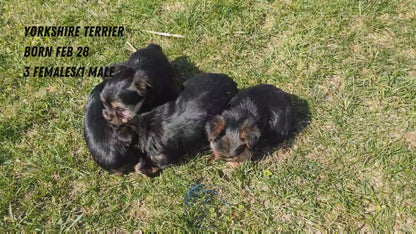 YORKSHIRE TERRIER (02/28) MALE