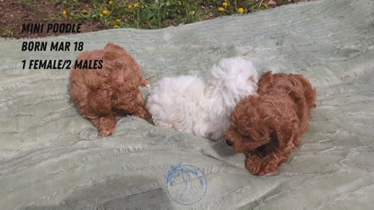 MINI POODLE (03/18) MALE
