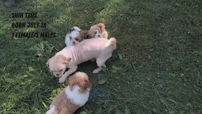 SHIH TZU (07/18) MALE
