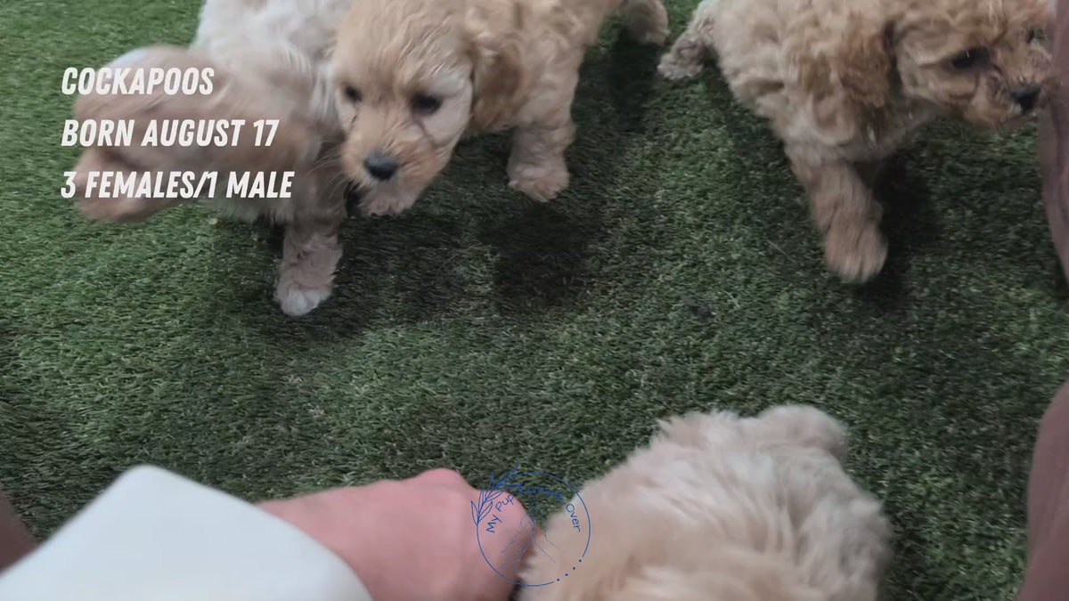 Load video: 