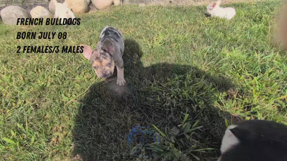 FRENCH BULLDOG (07/08) MALE