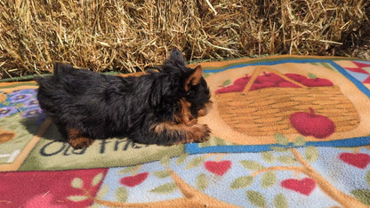 YORKSHIRE TERRIER (02/20) MALE