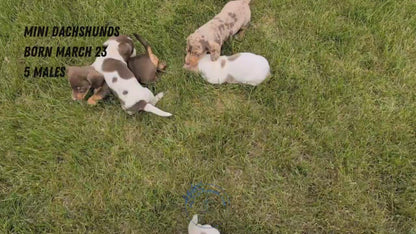 MINI DACHSHUND (MAR 23) MALES