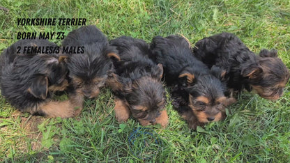 YORKSHIRE TERRIER (05/23) MALE