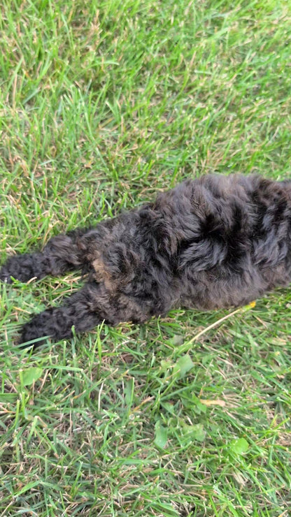 TOY POODLE (JUL 27) 1 MALE