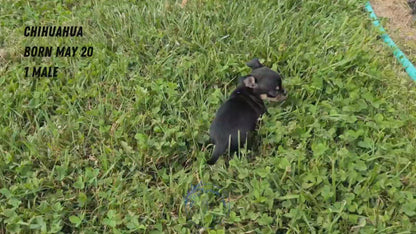 CHIHUAHUA (MAY 20) MALE
