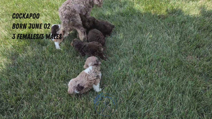 COCKAPOO (06/02) FEMALE