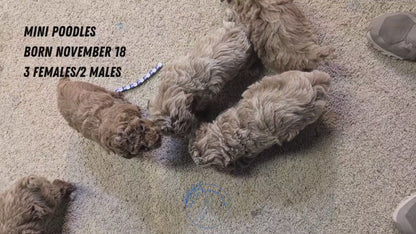 MINI POODLE (NOV 18) MALES