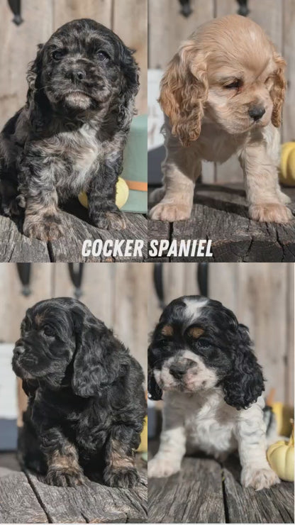 COCKER SPANIEL (09/19) MALE