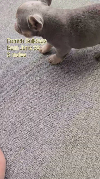 FRENCH BULLDOG (JUN 29) MALES