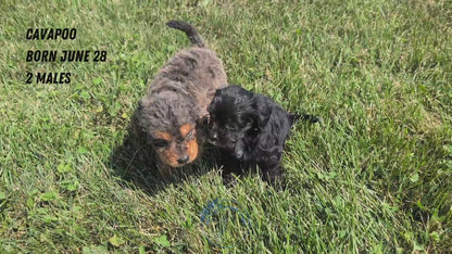 CAVAPOO (06/28) MALE