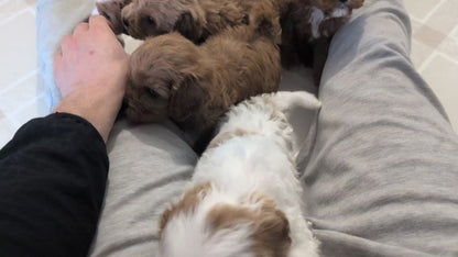 CAVAPOO (JAN 29) MALES