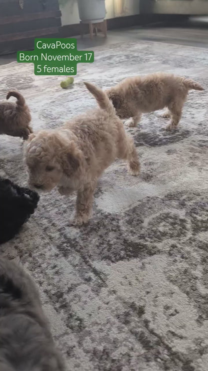 CAVAPOO (NOV 17) FEMALES