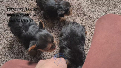 YORKSHIRE TERRIER (DEC 20) FEMALES