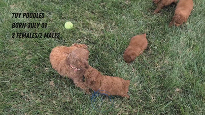 TOY POODLE (07/01) MALE