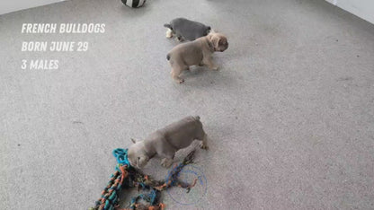FRENCH BULLDOG (JUN 29) MALES