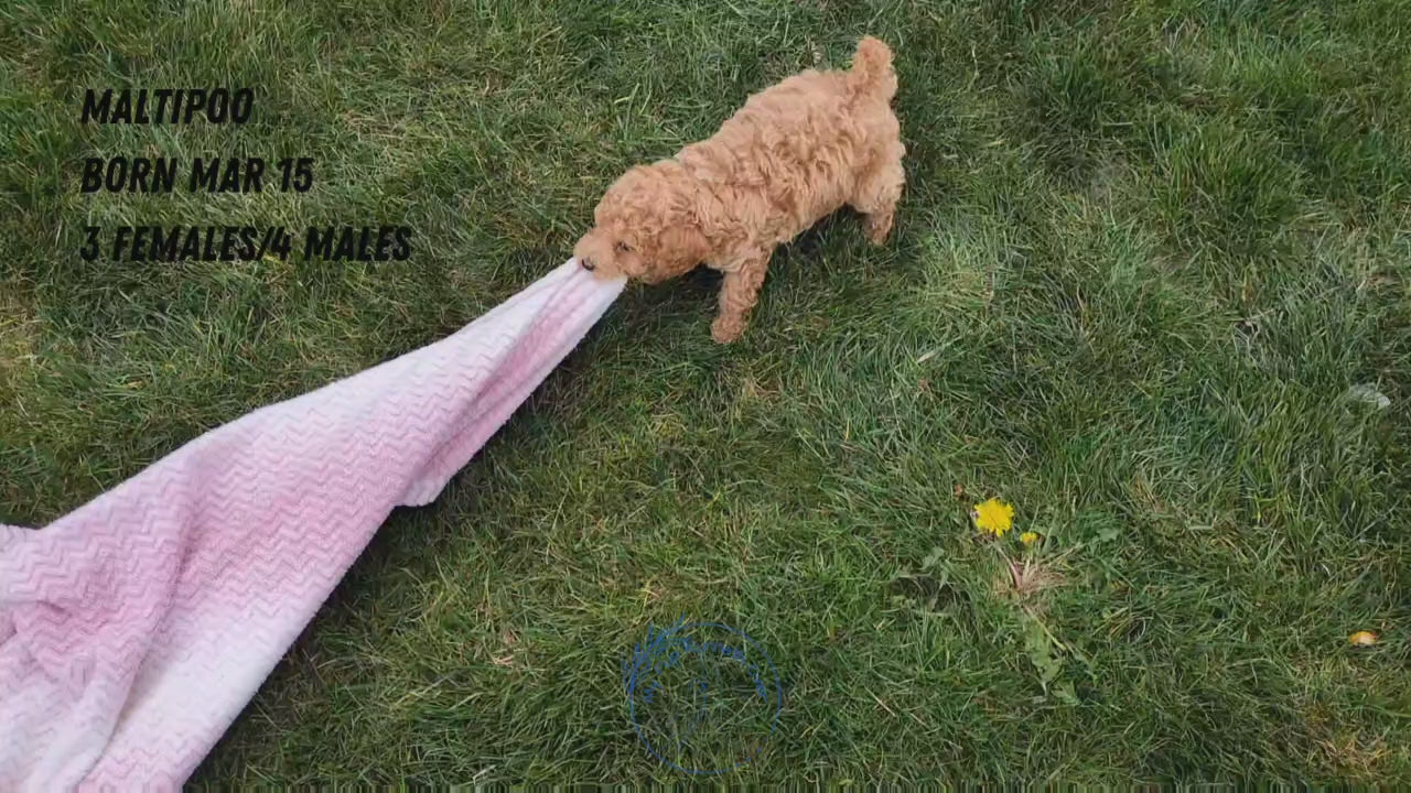 Load video: 