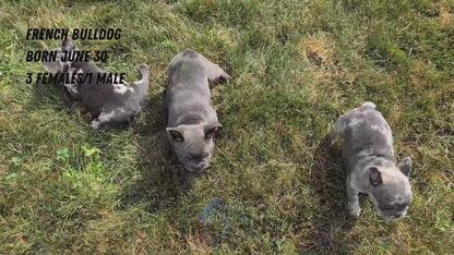FRENCH BULLDOG (06/30) MALE