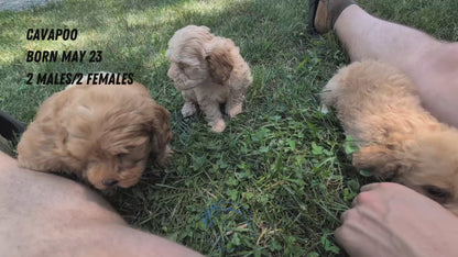 CAVAPOO (05/23) FEMALE