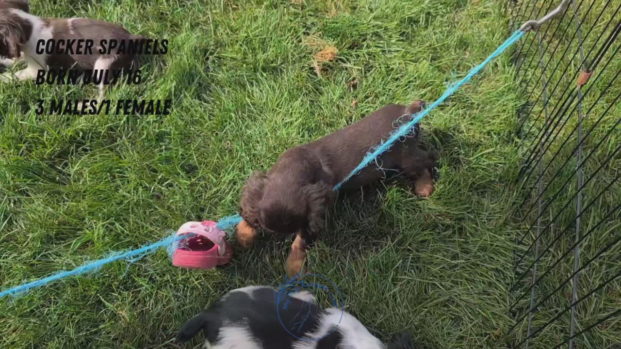 Load video: 