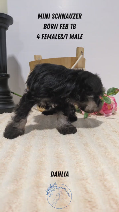 MINI SCHNAUZER (02/18) FEMALE