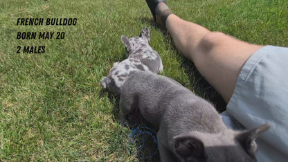 FRENCH BULLDOG (05/20) MALE