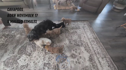 CAVAPOO (NOV 17) FEMALES
