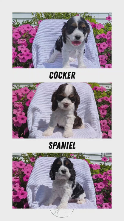 COCKER SPANIEL (07/17) FEMALE