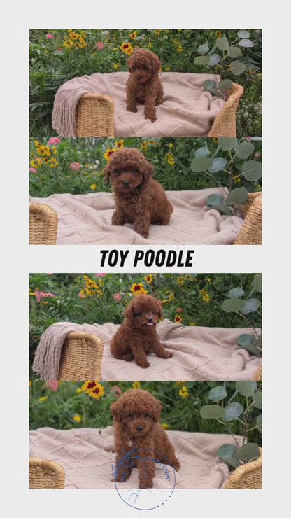 TOY POODLE (07/01) MALE