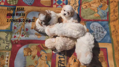 TEDDY BEAR (02/18) MALE