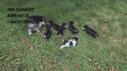 MINI SCHNAUZER (05/29) MALE