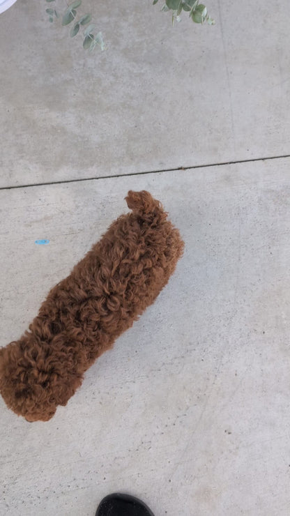 TOY POODLE (JUN 17) MALES