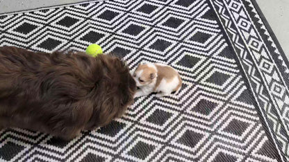 POMERANIAN (NOV 23) MALE