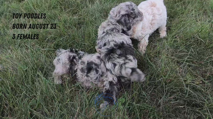 TOY POODLE (08/23) FEMALE