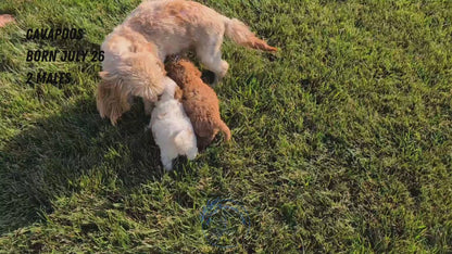 CAVAPOO (07/26) MALE