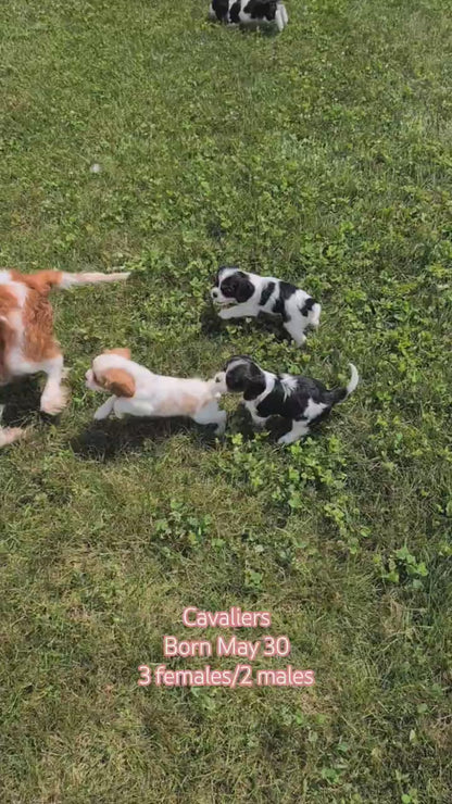 CAVALIER (MAY 30) MALES