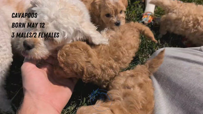 CAVAPOO (MAY 12) MALES
