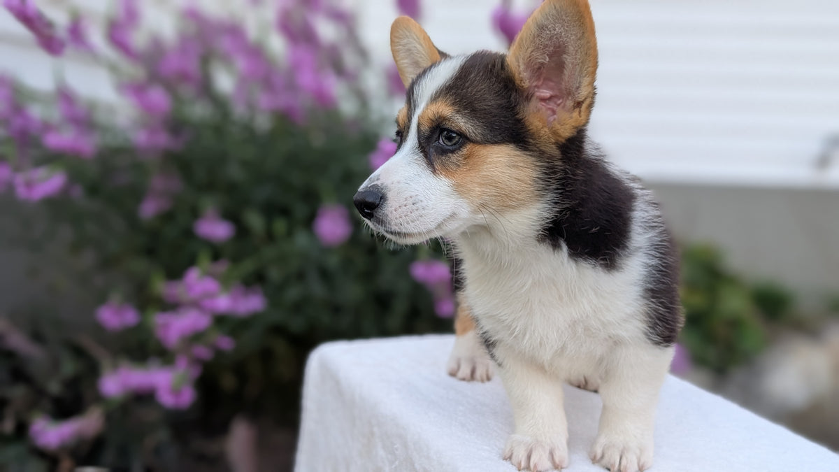 CORGI (JUN 08) FEMALES