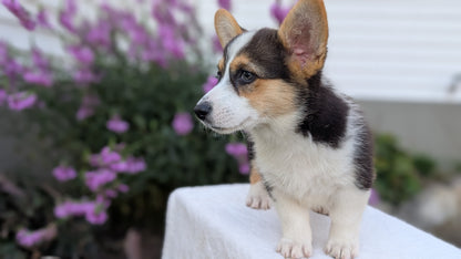 CORGI (JUN 08) FEMALES