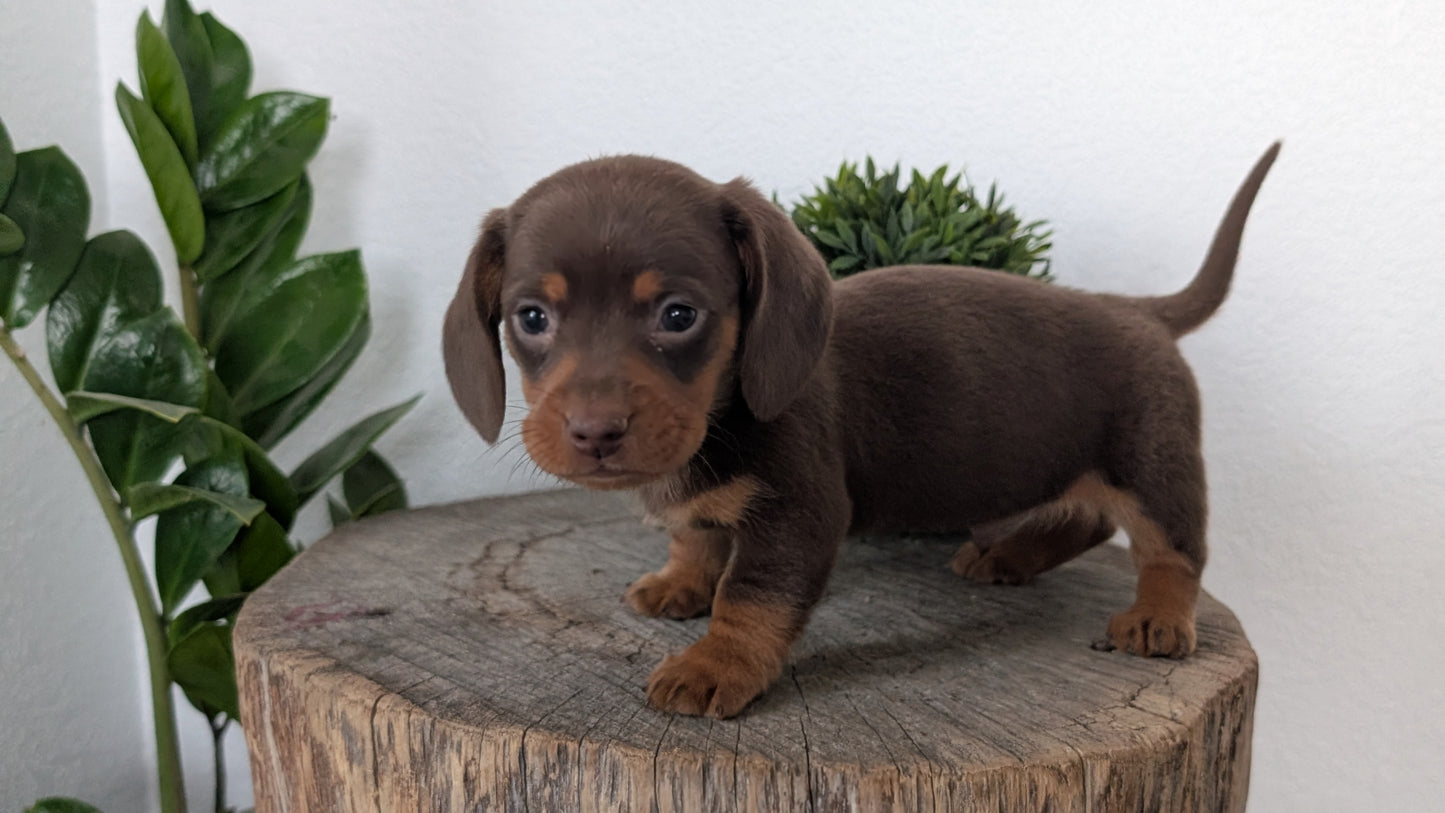 MINI DACHSHUND (09/22) MALE